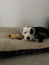Petey