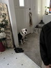 Petey