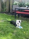 Petey