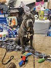 adoptable Dog in belleville, IL named Big Handsome