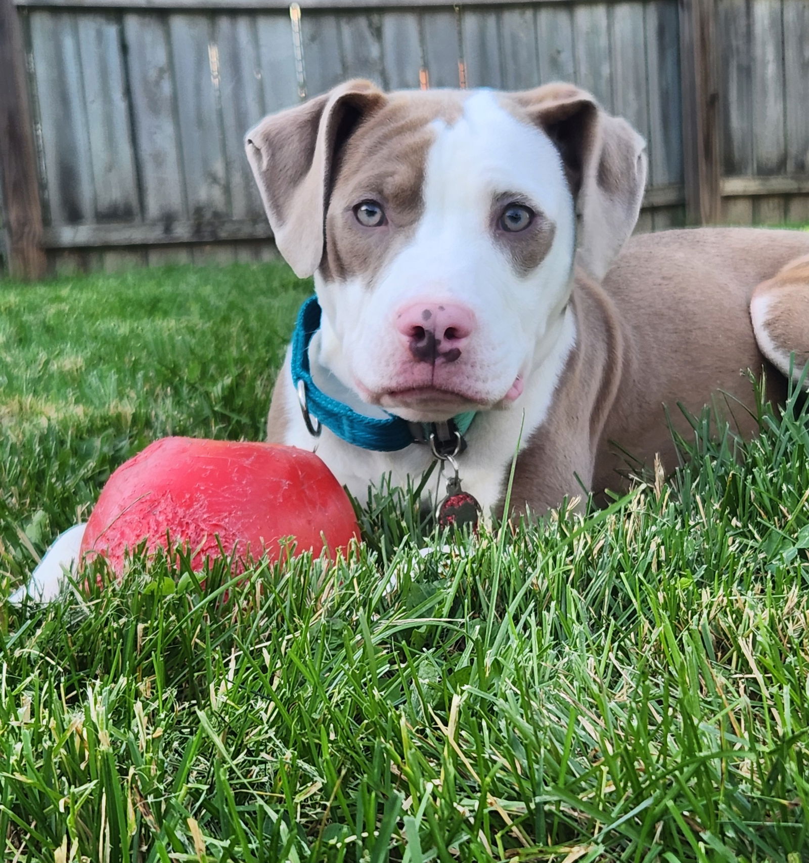 adoptable Dog in Belleville, MI named Gwen