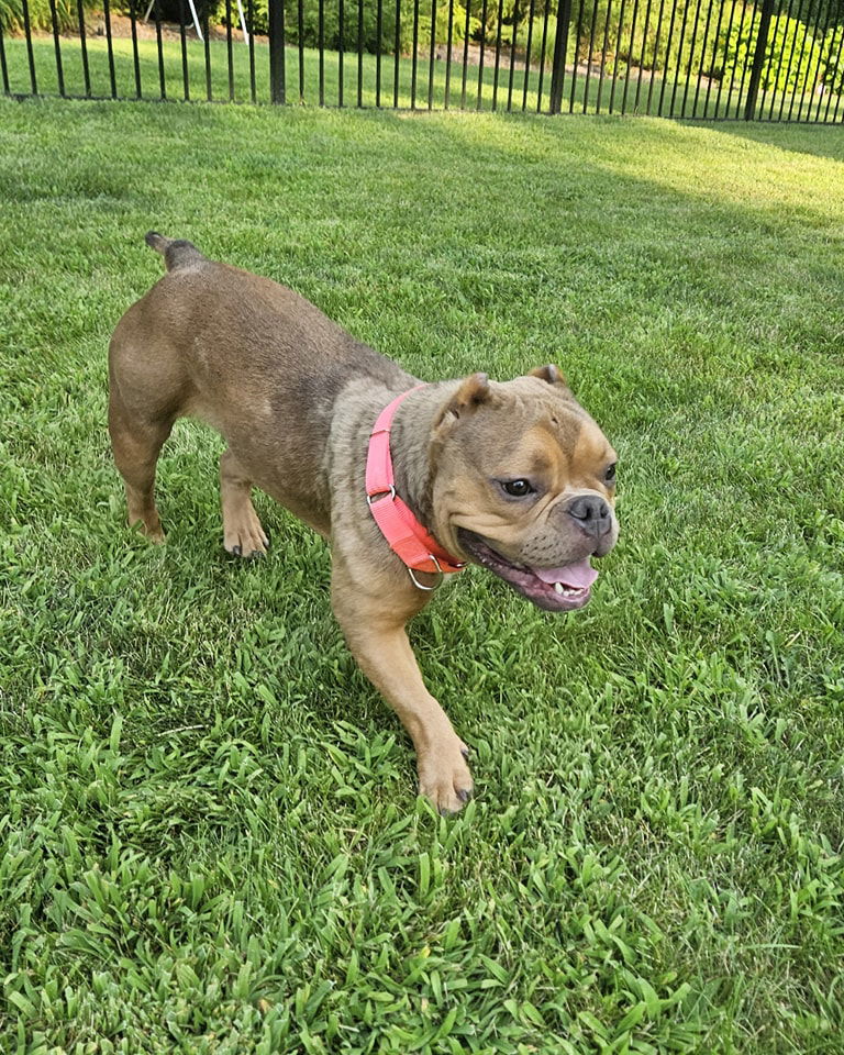 adoptable Dog in Belleville, MI named Peaches