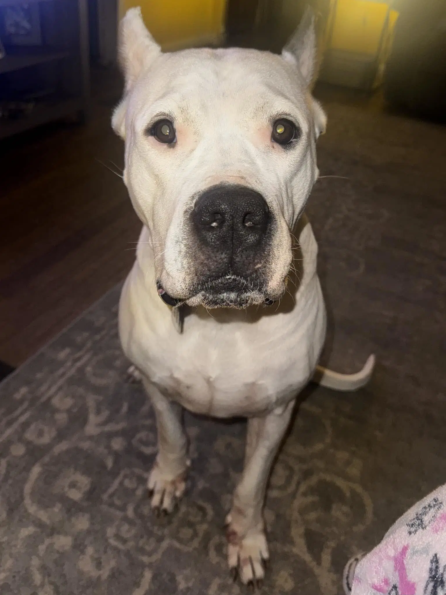 Ellie May - Dogo Argentino