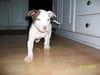 Hurley