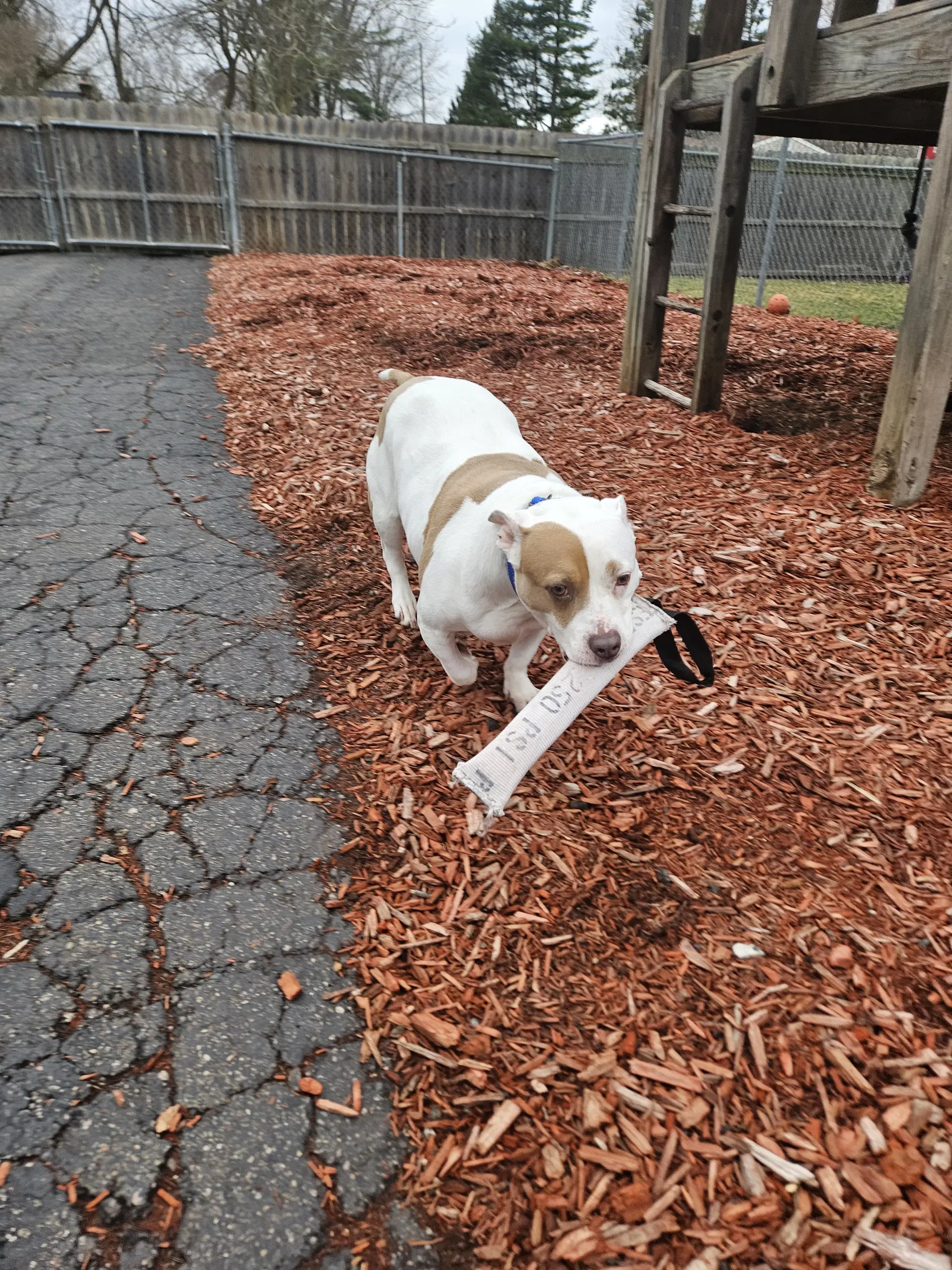Roxy - American Staffordshire Terrier