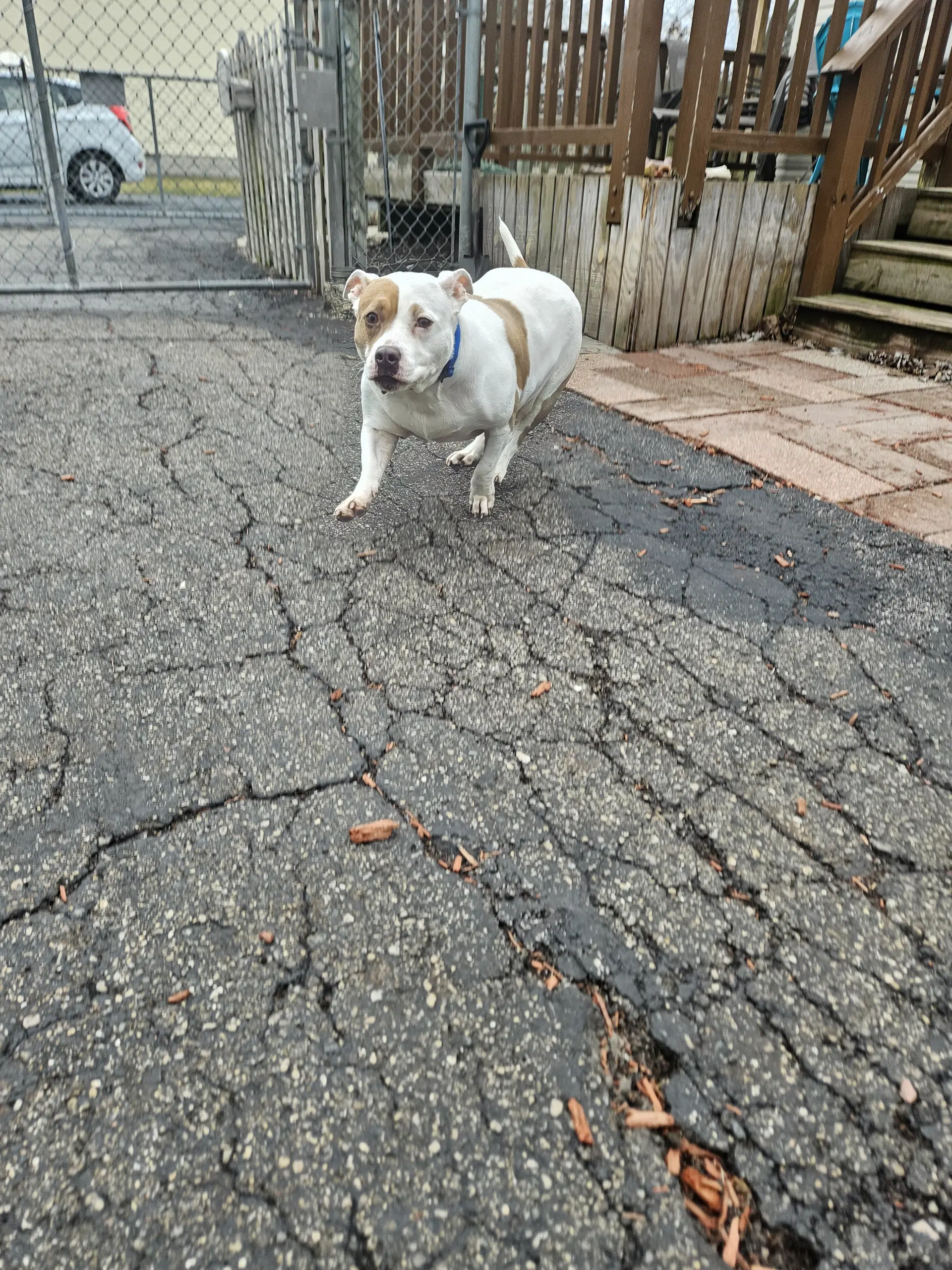 Roxy image 2