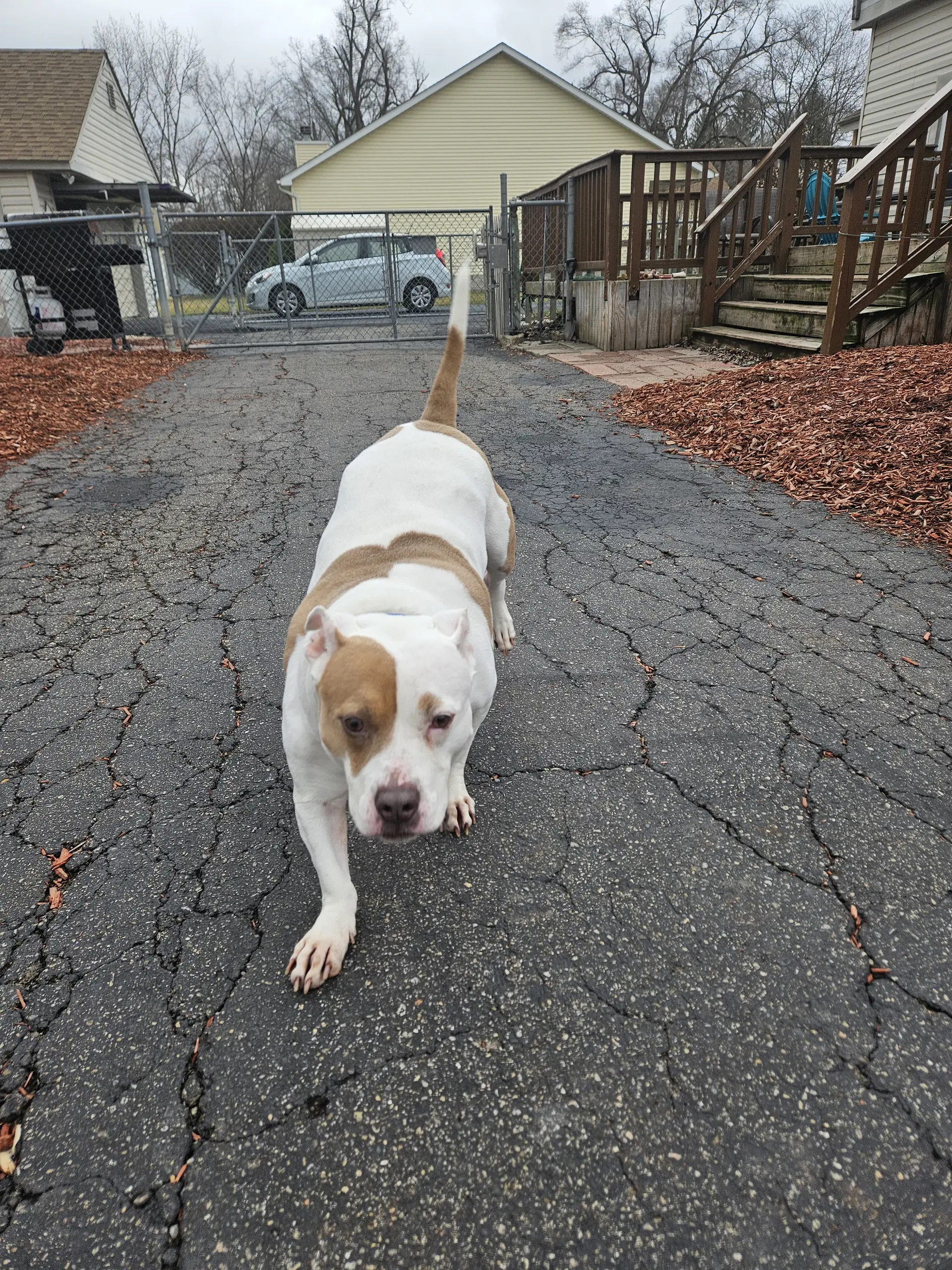 Roxy image 4