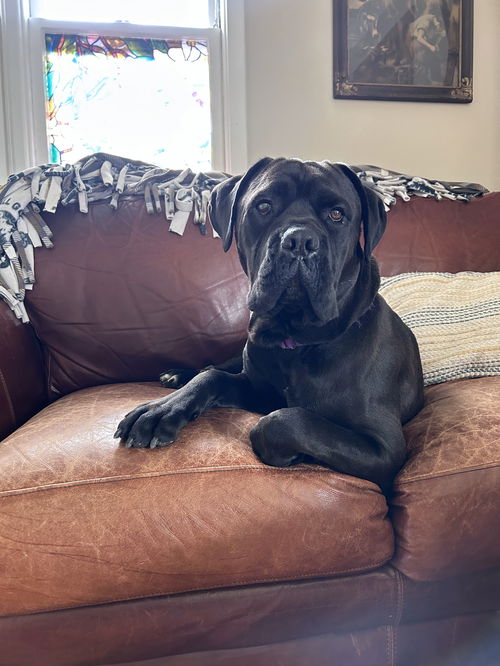 Maximus