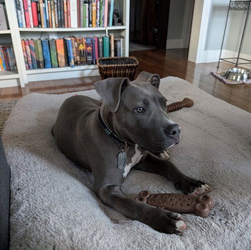 Mijo