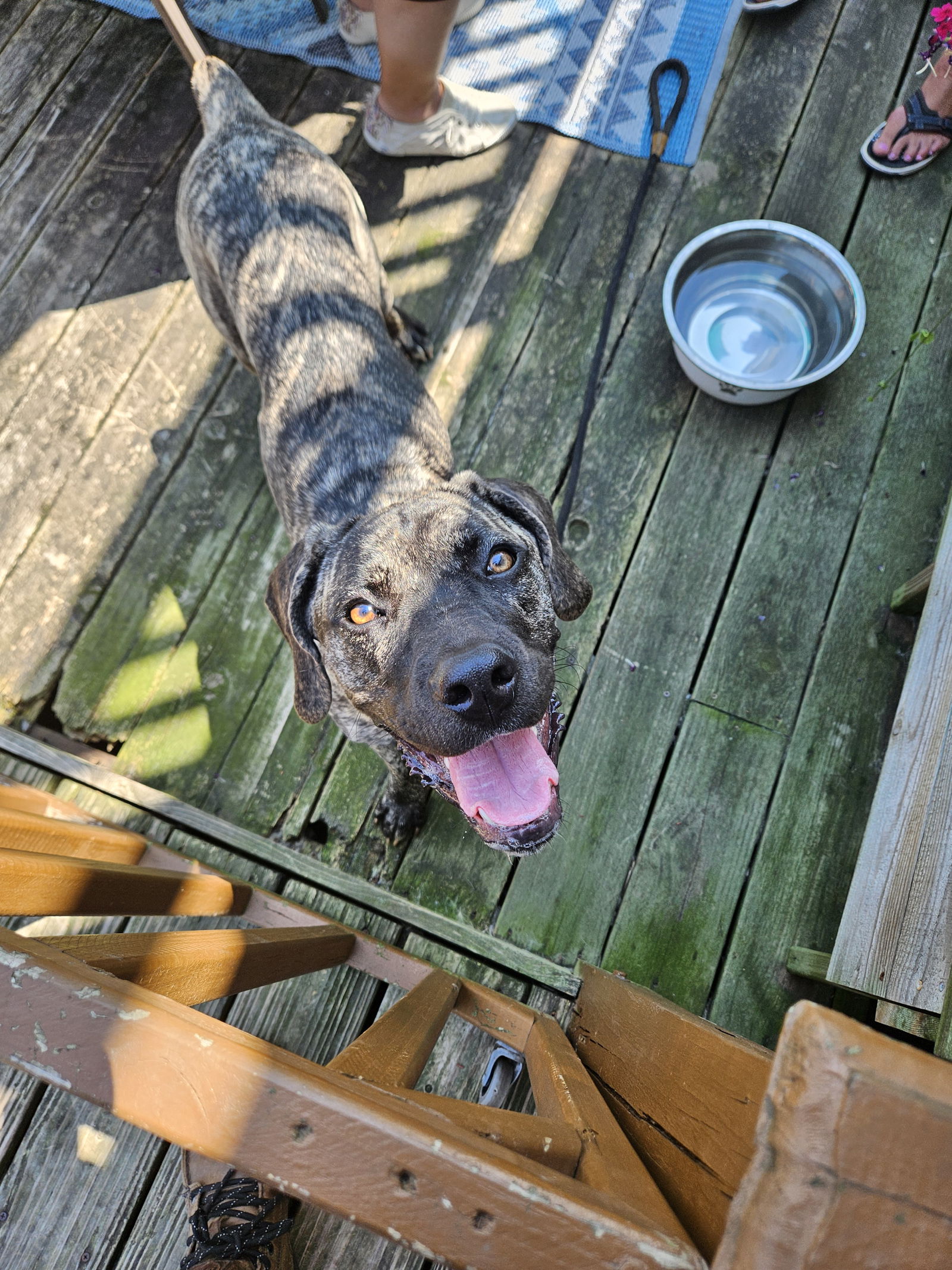 adoptable Dog in Belleville, MI named Daisy