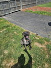Daisy