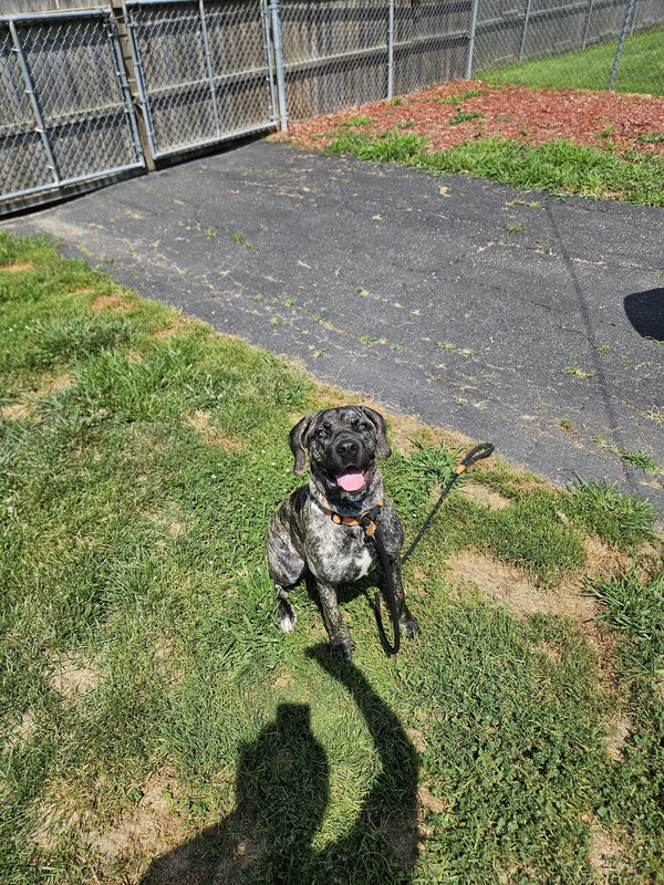 Daisy