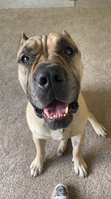 picture of the dog needing adoption