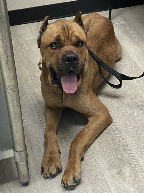 picture of the dog needing adoption