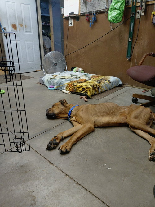 SLIM - Cane Corso Mastiff available for adoption