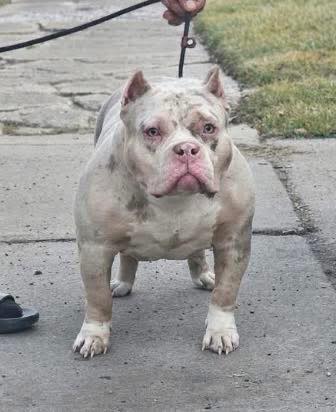 picture of the dog needing adoption
