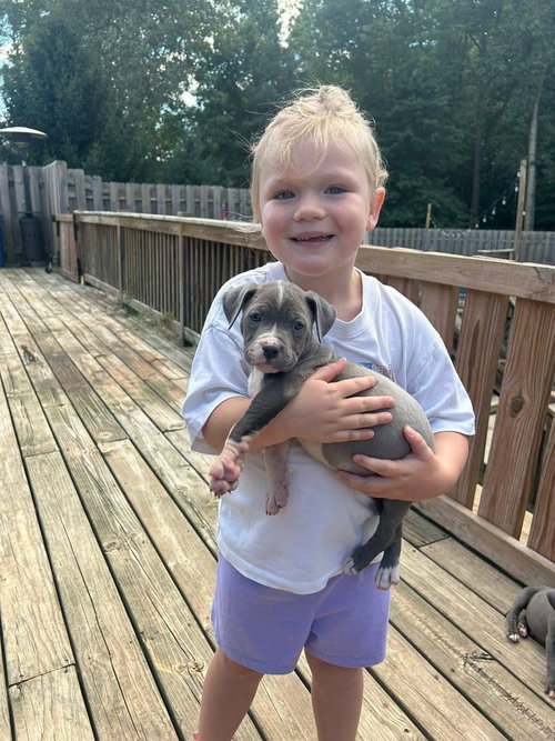 picture of the dog needing adoption