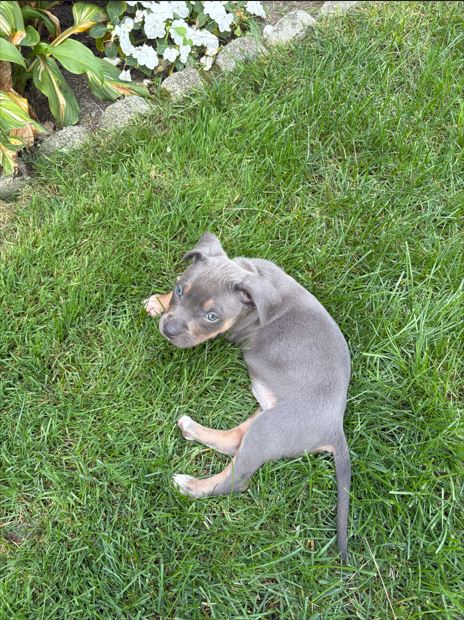 picture of the dog needing adoption
