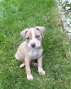 Otis