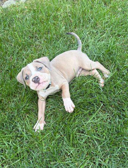 Otis