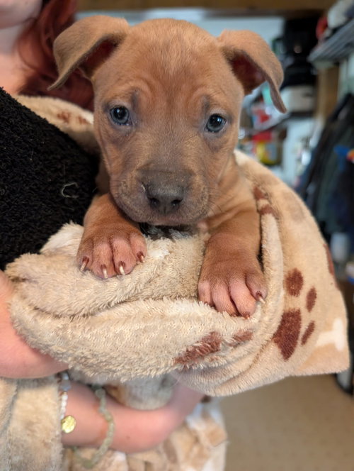 picture of the dog needing adoption