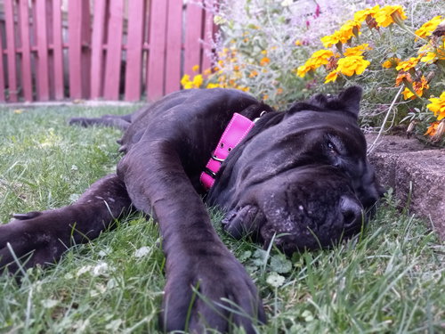 GIA - Cane Corso Mastiff available for adoption