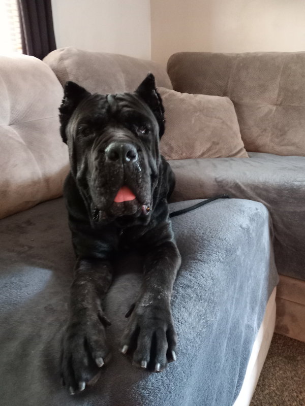 Gia