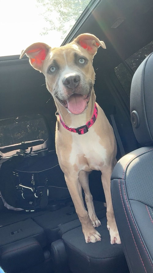 picture of the dog needing adoption