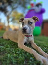 Nova
