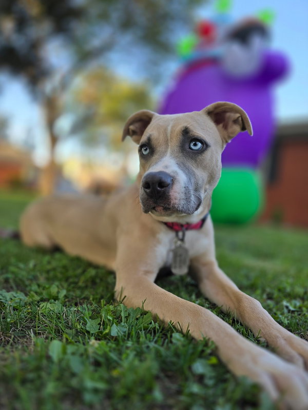 Nova