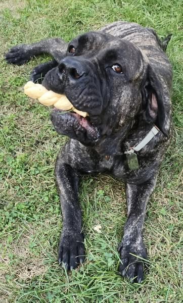 NORA - Presa Canario / Mastiff available for adoption