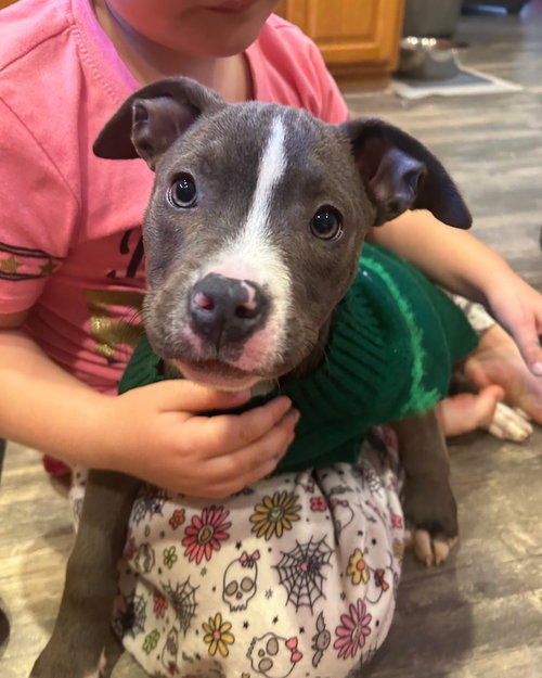 picture of the dog needing adoption