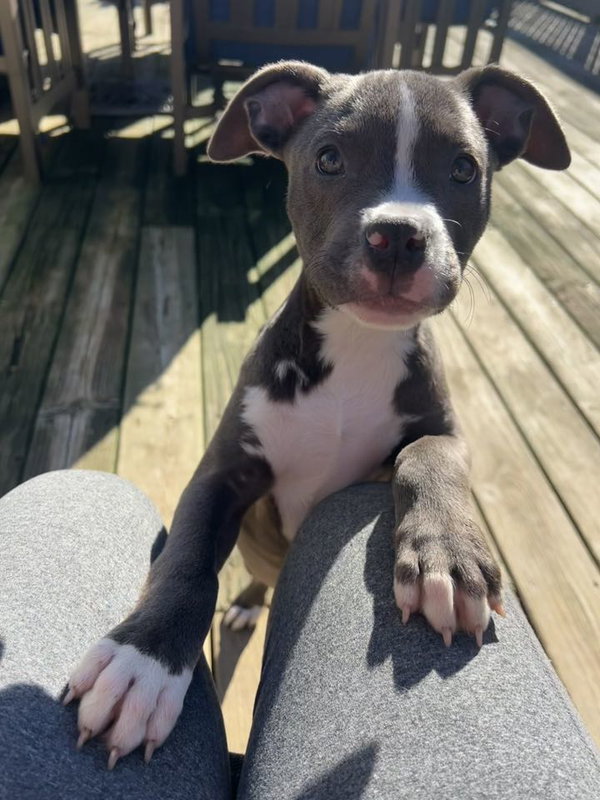 Tootsie