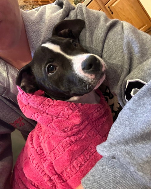 picture of the dog needing adoption