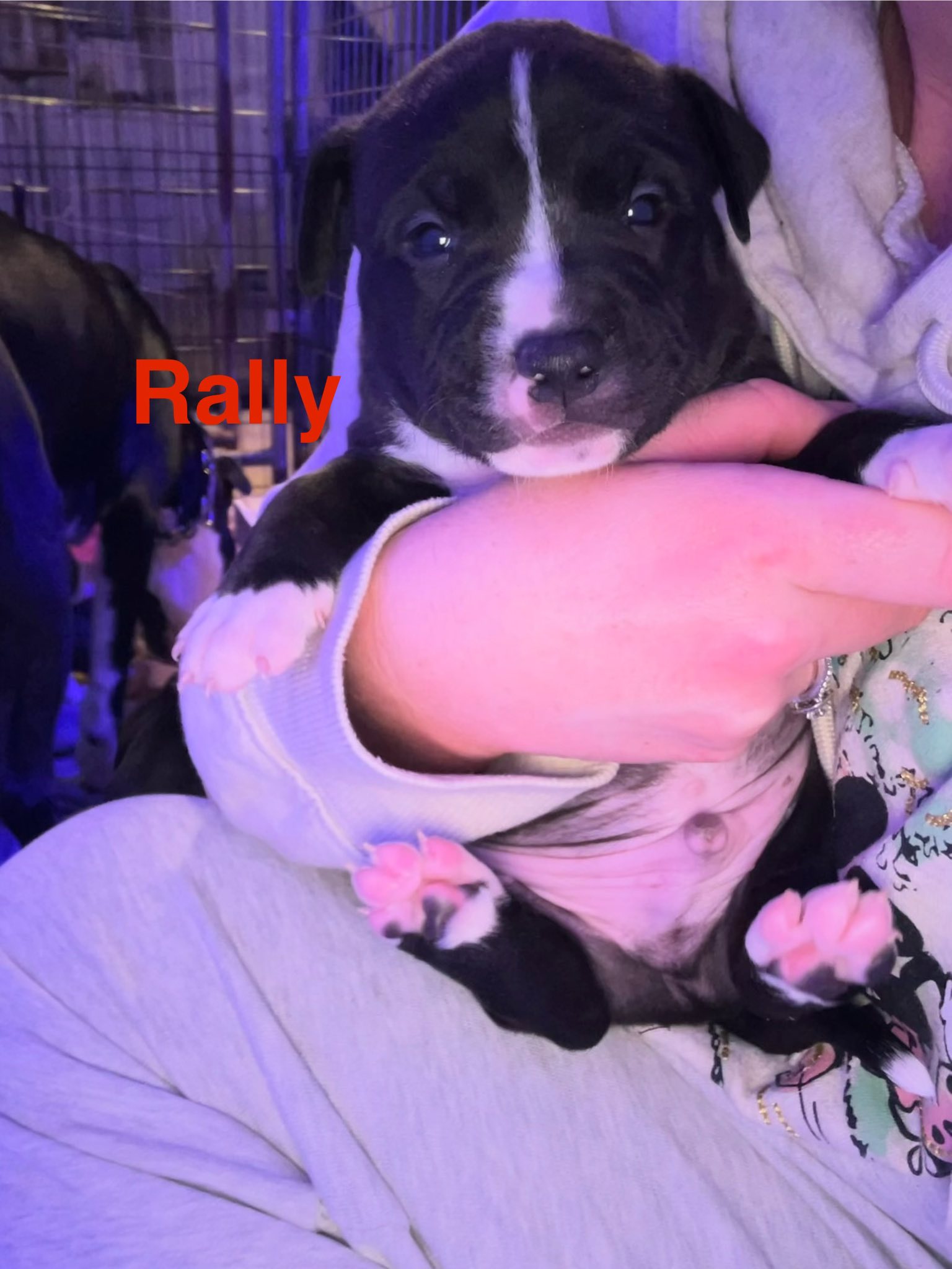 Rally