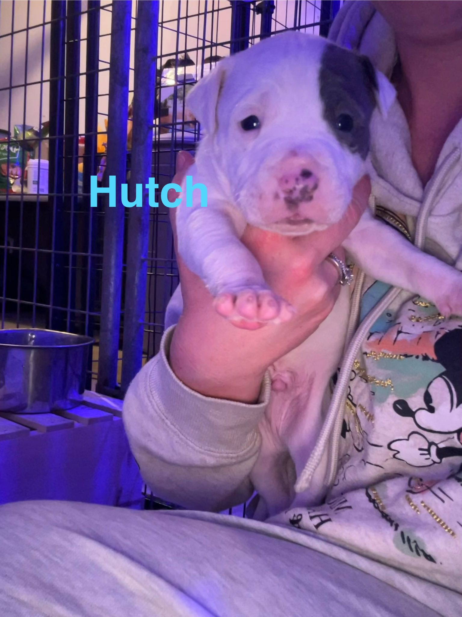 Hutch