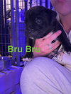 Bru - Photo 1