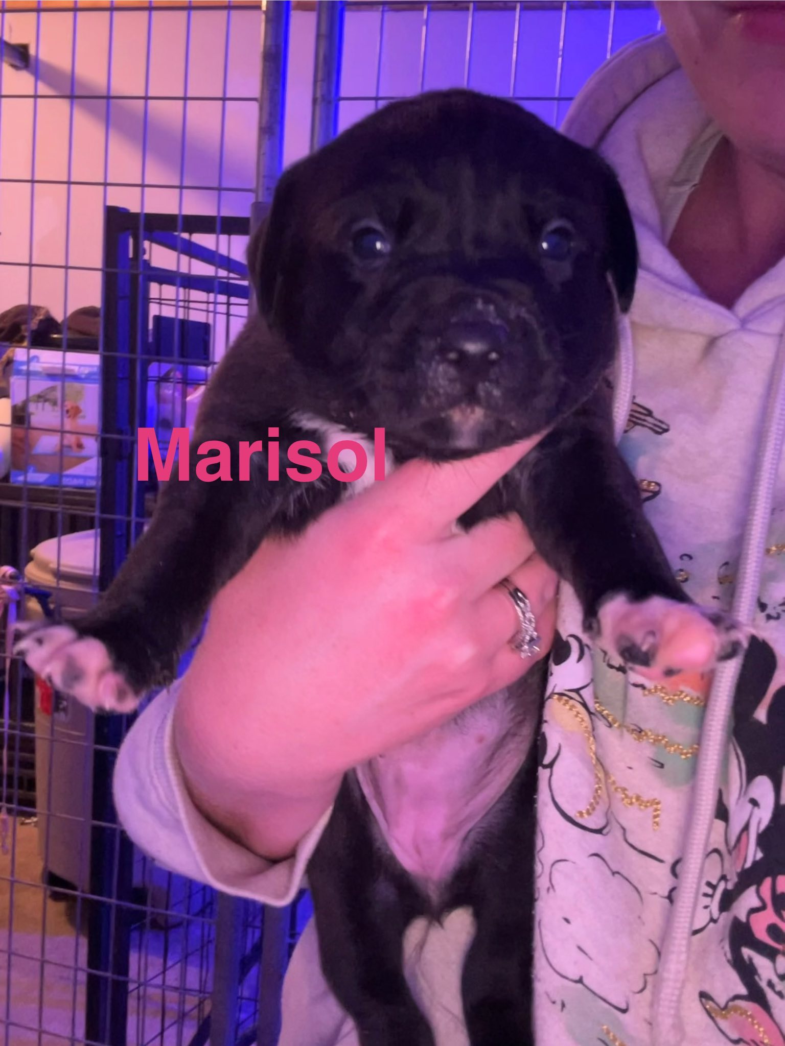 Marisol
