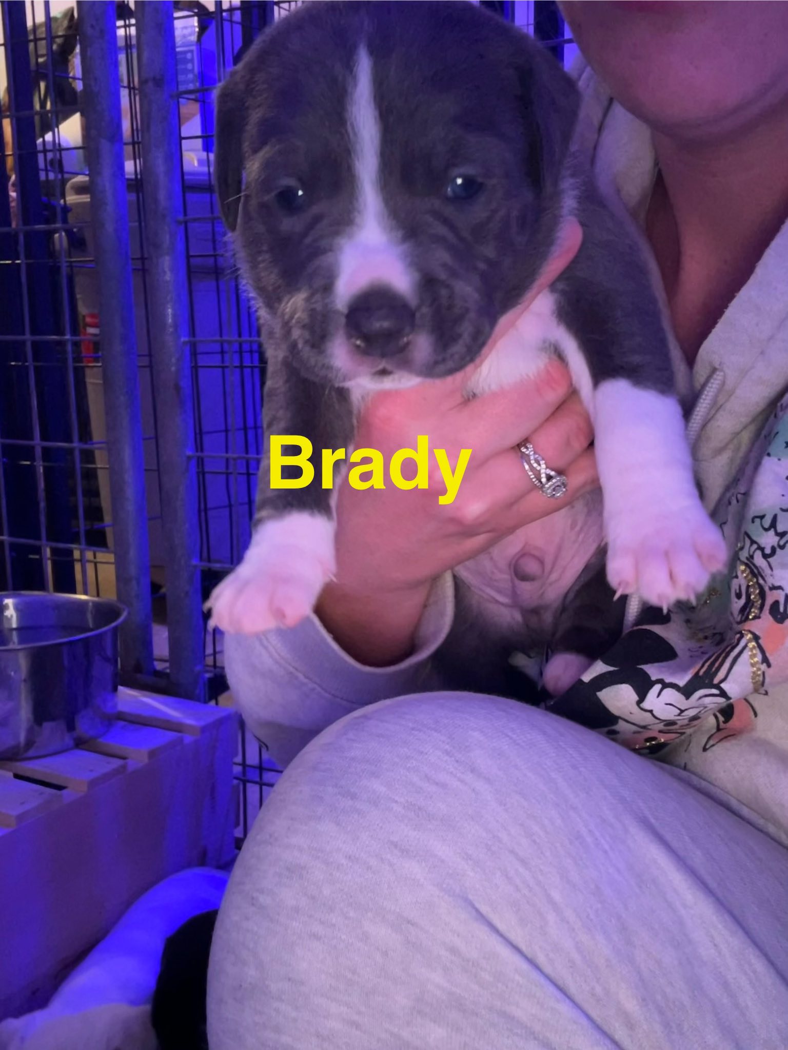 Brady