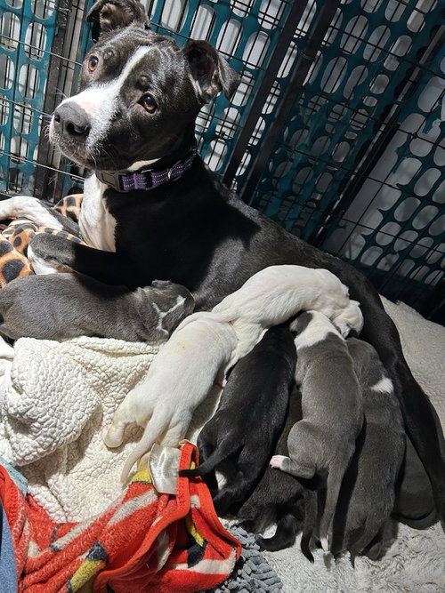 picture of the dog needing adoption
