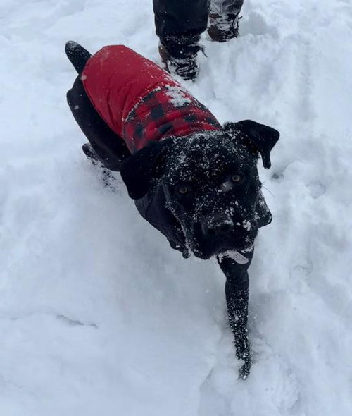 picture of the dog needing adoption