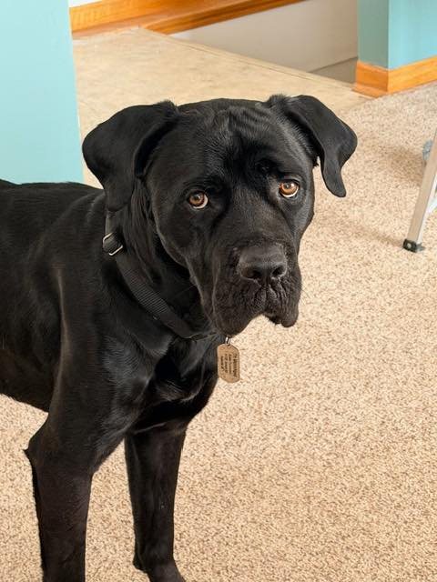 SQUID - Cane Corso Mastiff / Mastiff available for adoption