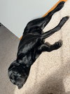 Squid - Photo 10