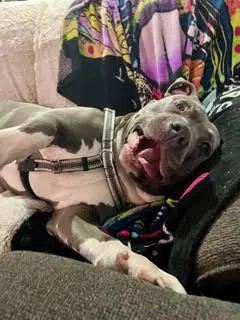 Blue - Pit Bull Terrier