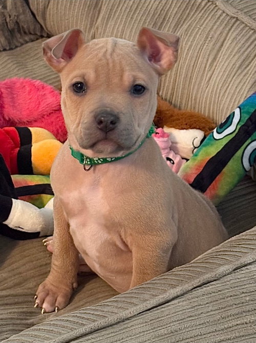 picture of the dog needing adoption