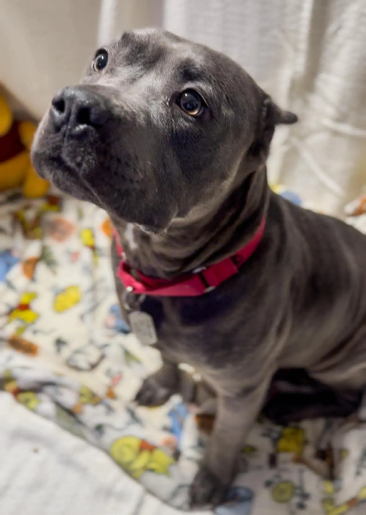 Winnie - American Pit Bull Terrier