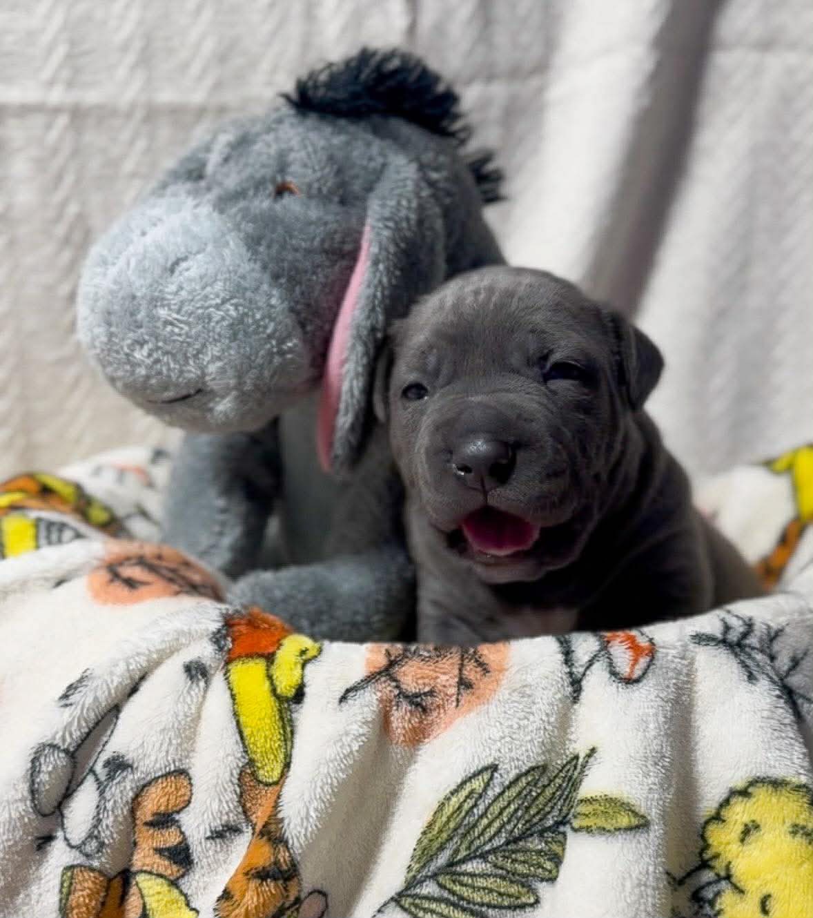 Eeyore