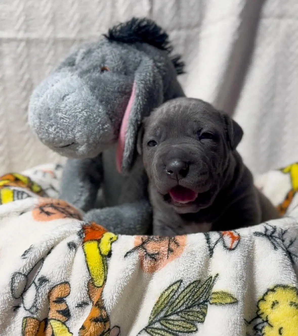 Eeyore - American Pit Bull Terrier