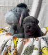 Eeyore