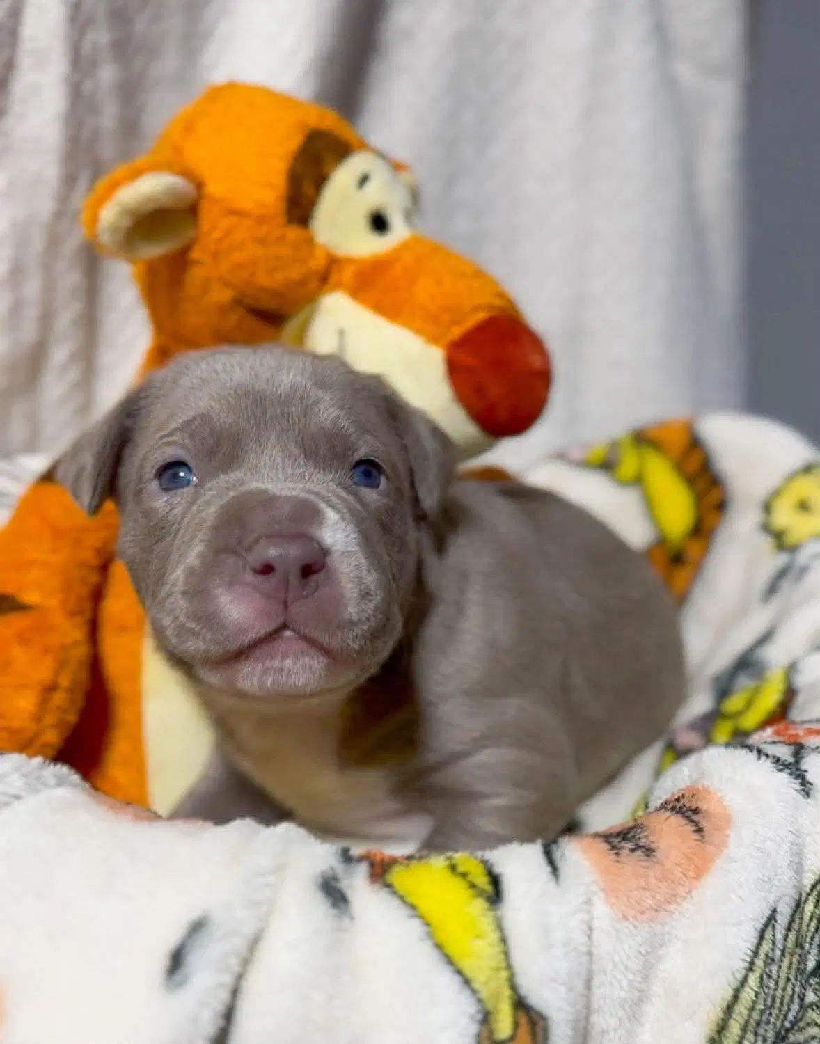 Tigger - American Pit Bull Terrier